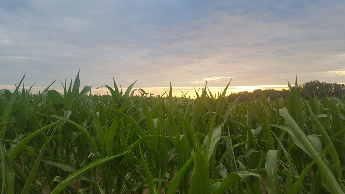 “Who Told You&nbsp;That?”